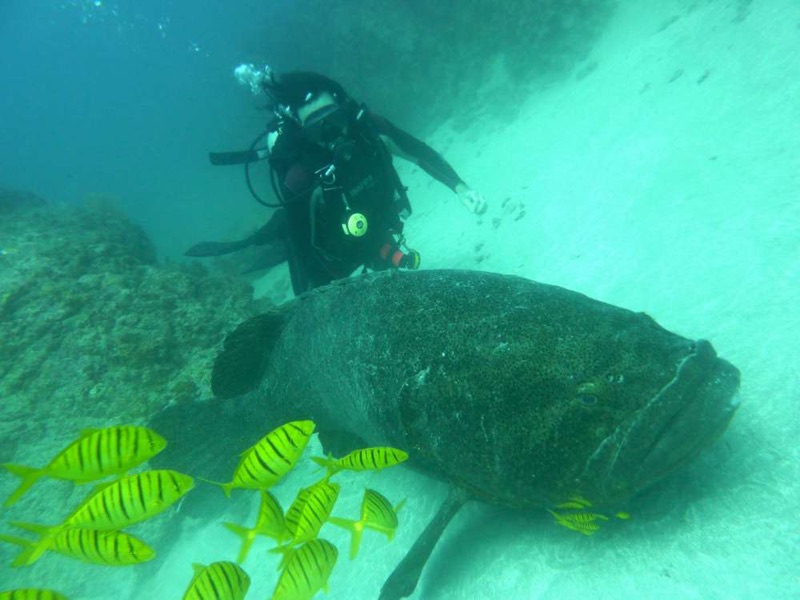 Goliath Sea Bass at Cano Island