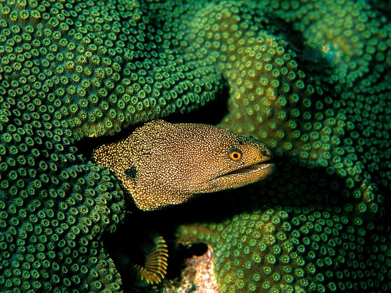 These meek creatures resort to peek in the outside world with just their heads out of the hiding place