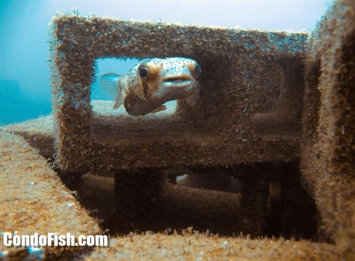 Artificial Reef Projects in Costa Rica