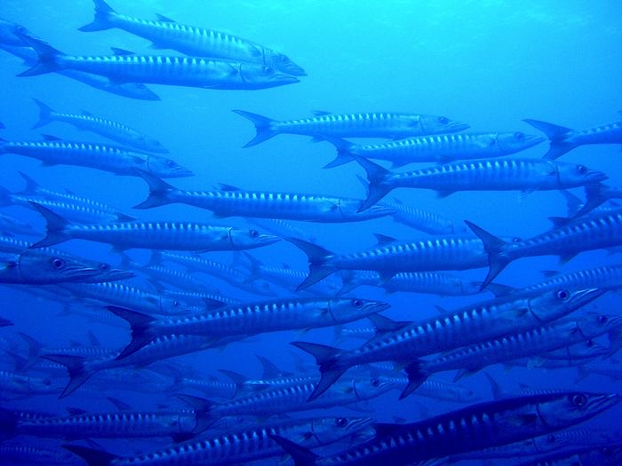 Barracudas in the Pacific Ocean