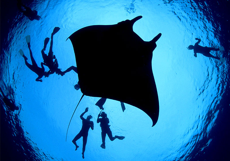 Scuba diving at the Bat Islands, Costa Rica