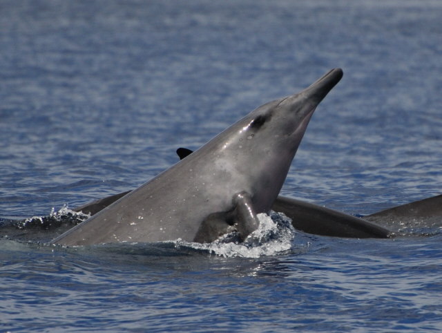 Beaked Whales