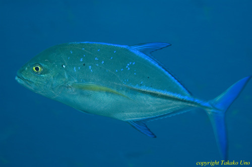 Blue-Spotted Jack