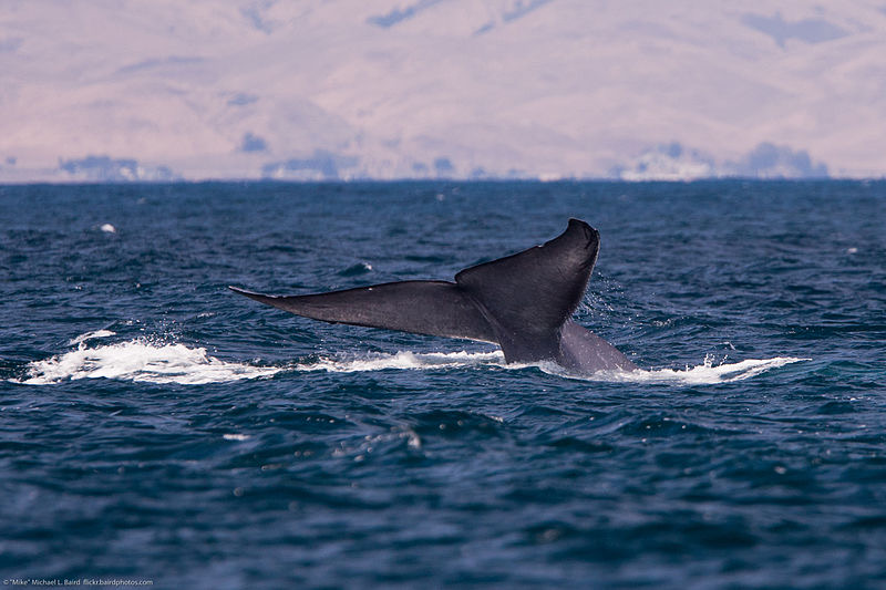 Blue Whale Tail