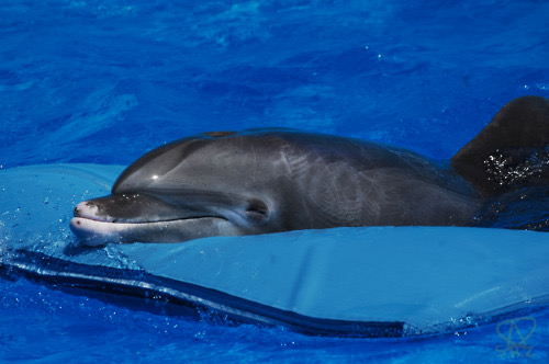 Bottlenose Dolphins in Costa Rica