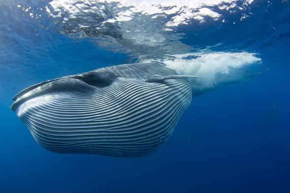 Bryde’s Whales