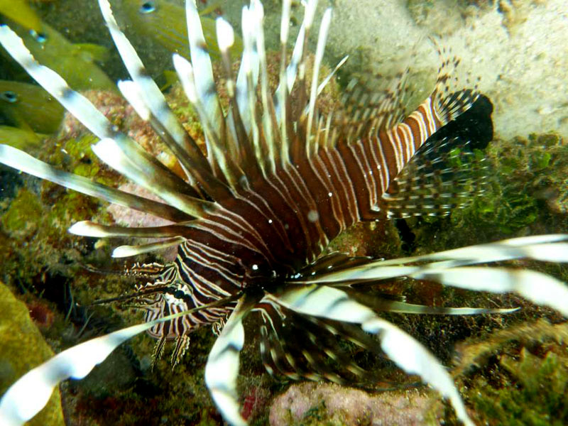 Scuba diving at the reef in Cahuita, Costa Rica - a Lionfish!
