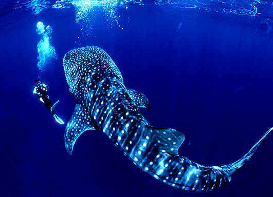 Isla de Cano, Costa Rica, Scuba Diving Buceo