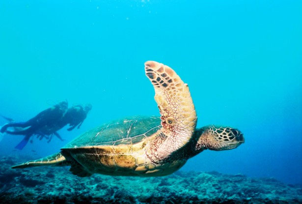 Scuba Diving at Catalina Island, Costa Rica