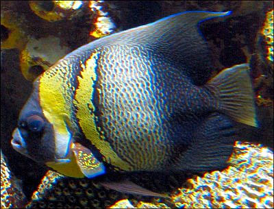 Adult Cortez Angelfish