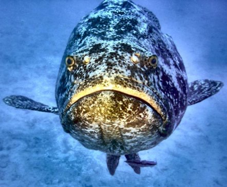 Costa Rica’s Jewfish