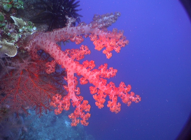 Costa Rica Marine Life, Pacific Side