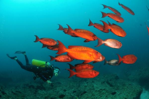 Costa Rica Scuba Diving Safaris