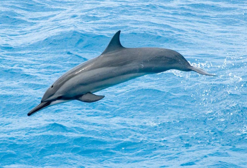 Costa Rican Spinner Dolphins