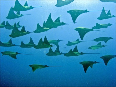 Cow-Nosed Rays in the Pacific Coast