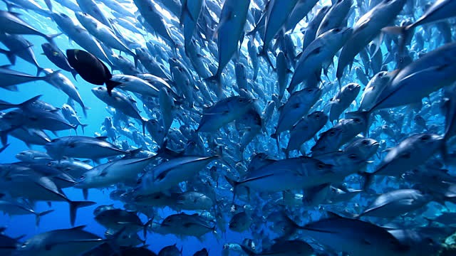 Deep Diving in the Offshore Pinnacles of Veinte Seis, Costa Rica