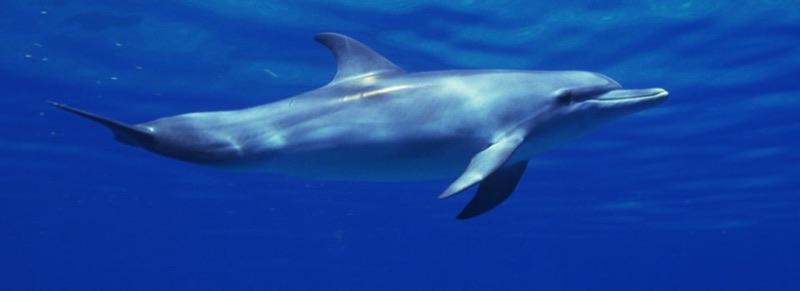 Dolphins of Costa Rica
