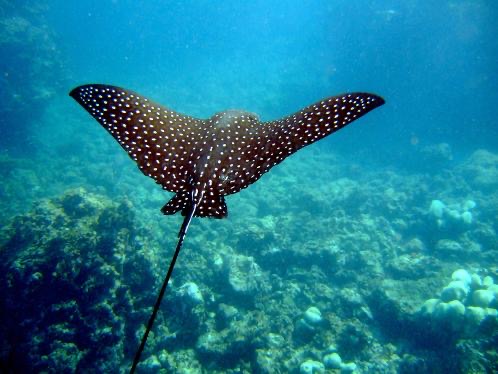 Eagle rays are spotted easily by Montezuma divers because of their patterned, dotted and sometimes ring-patterned body standing out in the marine waters