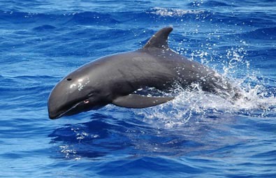 False Killer Whales