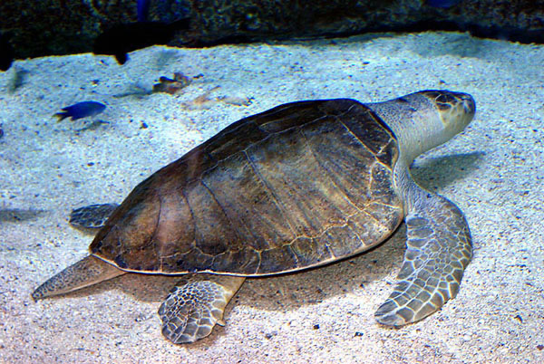 Olive Ridley