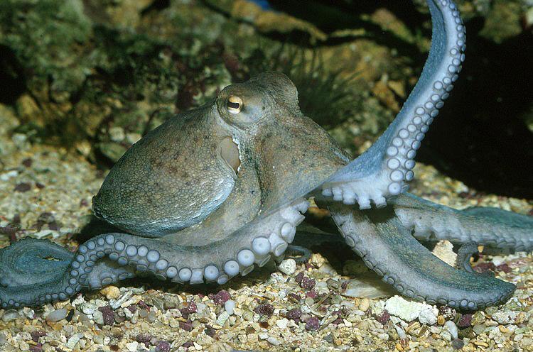 Common Octopus