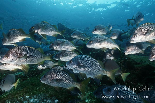 Grunt Fish