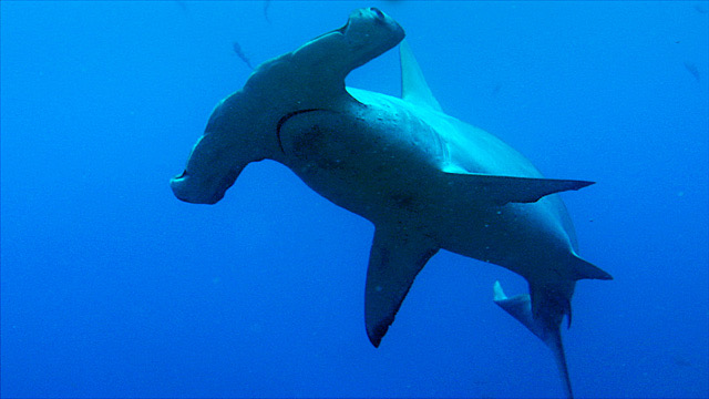 Hammerhead Sharks in Costa Rica