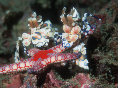 Harlequin Shrimps