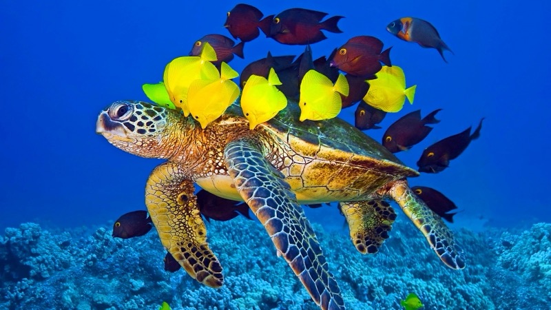Hawksbill Sea Turtle