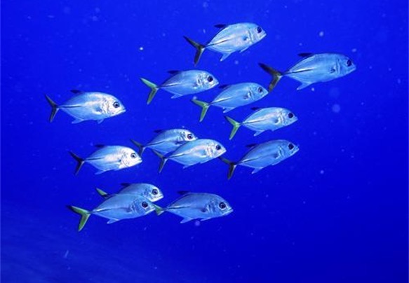 Horse Eyed Jacks