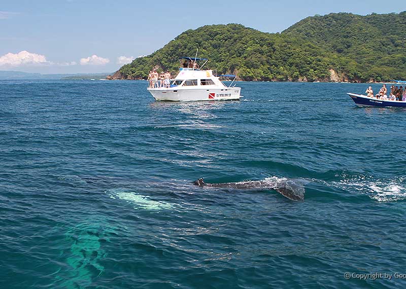 Humpback whale