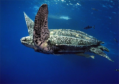 Leatherback Sea Turtles
