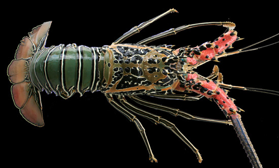 Lobsters of Costa Rica