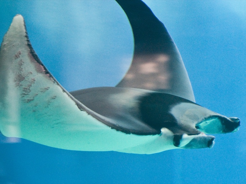 Marine Life on the Caribbean Coast of Costa Rica