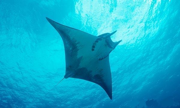 Mobula ray is one of the fascinating varieties of rays found in the warm waters of Costa Rica and is often confused with the devil ray because of its two projecting horns.