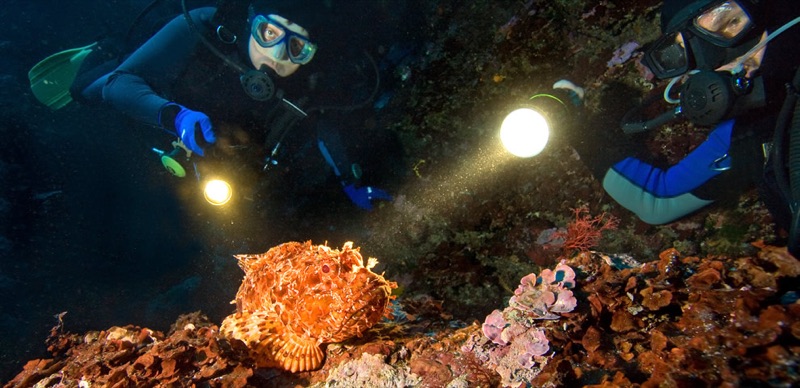 Night Diving in Costa Rica