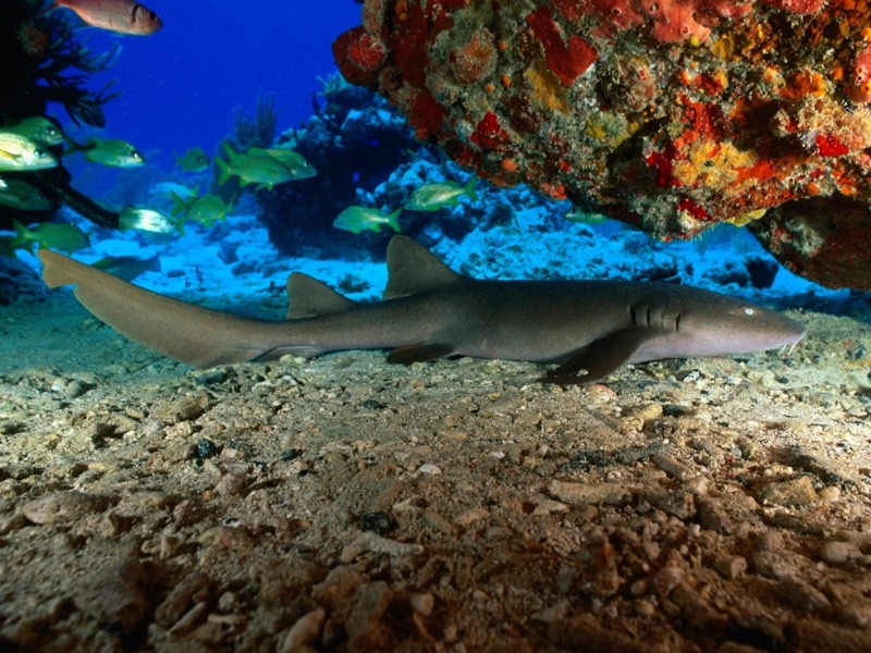Nurse Sharks