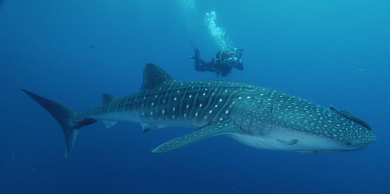 Ocotal Diving