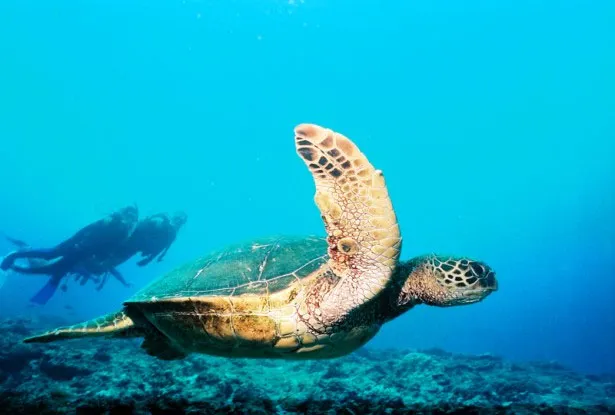 Scuba Diving at Catalina Island, Costa Rica