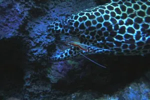Costa Rica Marine Life