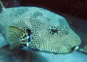 Diving the Manuel Antonio Coastline