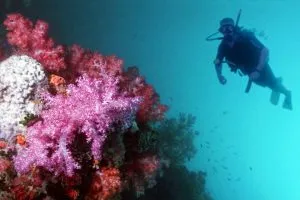 Diving Courses in Costa Rica