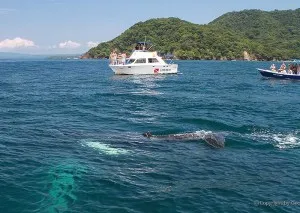 Humpback whale