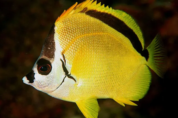 Black Nosed Butterfly Fish in Costa Rica