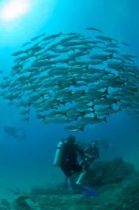Scuba Diving at Cano Island