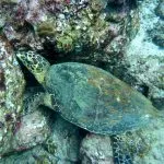 Sea Turtle seen during Scuba