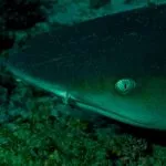 Costa Rica Shark