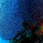 Fan Coral