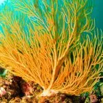 Bright Yellow Coral in the Pacific of Costa Rica