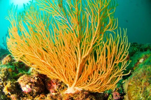 Bright Yellow Coral in the Pacific of Costa Rica